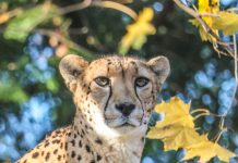 Roger Williams Park Zoo announces death of cheetah