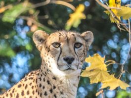 Roger Williams Park Zoo announces death of cheetah