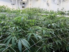 R.I. cannabis panel launches new adult-use licensing process