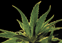 Was the state right to start over with its application process for new adult-use marijuana sales licenses?