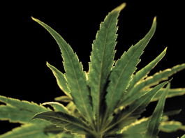 Was the state right to start over with its application process for new adult-use marijuana sales licenses?