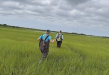 URI scientist leads $4M NSF project to strengthen coastal wetland restoration in R.I., Louisiana
