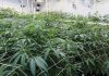 R.I.’s cannabis reset proving costly