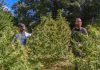 The end is near for U.S. hemp THC market. But uncertainty continues for R.I. growers