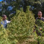 The end is near for U.S. hemp THC market. But uncertainty continues for R.I. growers