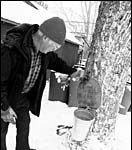 Charlie Chase checks sap runoff in one of his trees.
