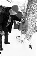 Charlie Chase checks sap runoff in one of his trees. Charlie Chase checks sap<br> runoff in one of his trees.