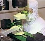 Worker prepares a silicon chip forproduction.