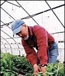 Skip Paul works on hisvegetables