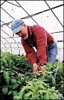 Skip Paul works on hisvegetables Skip Paul works on his<br>vegetables