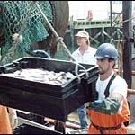 The senator goes to sea; Chafee crews on a fishing boat Senator Chafee works on the Grandville Davis.