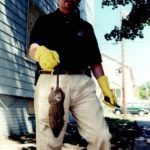 Ron Campellone of New England Pest  Control finds victim in battle between  rodent and man.