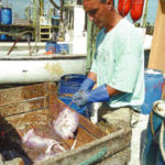 Fishermen’s days numbered Fisherman Leslie Devoe preparesbait for lobster traps.