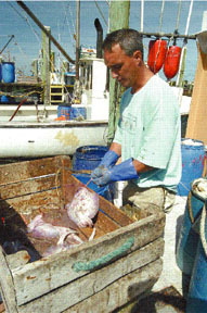 Fisherman Leslie Devoe preparesbait for lobster traps. Fisherman Leslie Devoe prepares<br>bait for lobster traps.