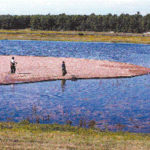 A wet, chilly spring and damp winter have hurt business at cranberry bogs