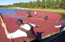 A new breed of berry could alter the cranberry industry's landscape. A new breed of berry could alter the cranberry industry's landscape.