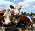 Feeding on 'Agri-Tourism': White-faced cows feed at Moosup River farm in Coventry.