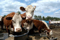 <b>Feeding on 'Agri-Tourism':</b> White-faced cows feed at Moosup River farm in Coventry. <b>Feeding on 'Agri-Tourism':</b> White-faced cows feed at Moosup River farm in Coventry.
