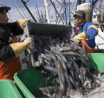 PBN photo/Stephanie Ewens
WORKERS FROM Deep Sea Fish of Rhode Island dump squid just purchased from fishermen at Galilee into large containers of ice. The Wakefield seafood company sells about 70 percent of its squid to Greece, Italy, Spain and China.