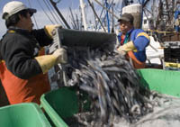 PBN photo/Stephanie Ewens
<b>WORKERS FROM</b> Deep Sea Fish of Rhode Island dump squid just purchased from fishermen at Galilee into large containers of ice. The Wakefield seafood company sells about 70 percent of its squid to Greece, Italy, Spain and China. PBN photo/Stephanie Ewens<br><br>
<b>WORKERS FROM</b> Deep Sea Fish of Rhode Island dump squid just purchased from fishermen at Galilee into large containers of ice. The Wakefield seafood company sells about 70 percent of its squid to Greece, Italy, Spain and China.