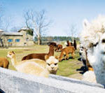 R.I. farmland property values highest in nation PBN photo/Stephanie Ewens
Glen Ridge Farm, where Ann Fiore and Kevin Tarsagian raise alpacas, is coveted by people looking to build country homes.