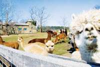 PBN photo/Stephanie Ewens
<b>Glen Ridge Farm,</b> where Ann Fiore and Kevin Tarsagian raise alpacas, is coveted by people looking to build country homes. PBN photo/Stephanie Ewens<br><br>
<b>Glen Ridge Farm,</b> where Ann Fiore and Kevin Tarsagian raise alpacas, is coveted by people looking to build country homes.