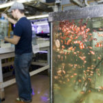 Building alliances for a stronger marine economy TIM ARCAND cleans carboys used for algae as behind him, clown fish swim in one of the tanks in the marine biology lab at Roger Williams University. /
