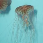 In search of the big catch THIS JELLYFISH is among the roughly 10,000 creatures who occupy the 5 million gallon aquarium at Atlantis. The resort is the largest private employer on New Providence Island. /