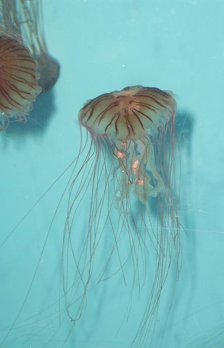THIS JELLYFISH is among the roughly 10,000 creatures who occupy the 5 million gallon aquarium at Atlantis. The resort is the largest private employer on New Providence Island. / THIS JELLYFISH is among the roughly 10,000 creatures who occupy the 5 million gallon aquarium at Atlantis. The resort is the largest private employer on New Providence Island. /