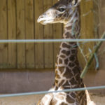 Why the long face? BABY BOY GIRAFFE was welcomed into the world this month at Roger Williams Park Zoo. /