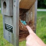SINCE 2005, Fidelity Investments has sponsored a 'Wildlife at Work' program that gets workers involved in learning about and protecting the wildlife around their offices. Above, a stop on the Eastern Bluebird Trail at the Smithfield campus. / 