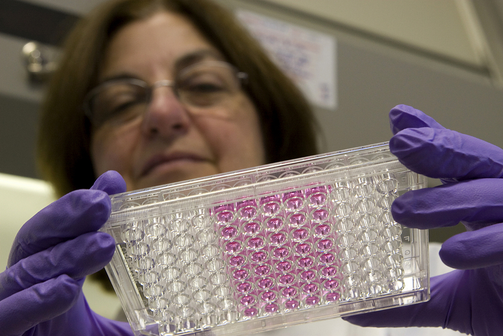 JANET SHANSKY, a Myomics tissue engineer, holds a plate of cell cultures. The company has repurposed a technology its scientists developed years ago to screen drugs. / 
