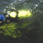 A DIVER RESURFACES after collecting eelgrass shoots in Narragansett Bay for use in a local habitat-restoration project. / 