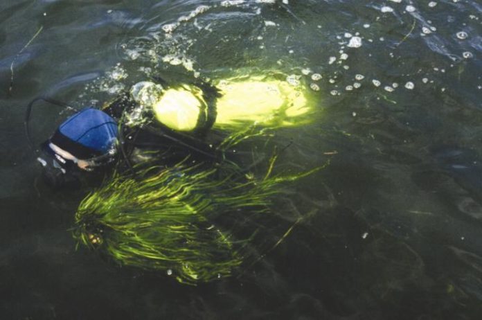 A DIVER RESURFACES after collecting eelgrass shoots in Narragansett Bay for use in a local habitat-restoration project. / A DIVER RESURFACES after collecting eelgrass shoots in Narragansett Bay for use in a local habitat-restoration project. /