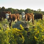 Treaty Rock Farm to remain undeveloped COWS WILL GRAZE at Treaty Rock Farm for the foreseeable future, thanks to the $3.6M agreement transferring conservation and development rights to the 120-acre property. /