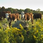 COWS WILL GRAZE the fields at Treaty Rock Farm for the foreseeable future, thanks to the $3.6 million purchase of conservation and development rights to most of the 120-acre property. / 