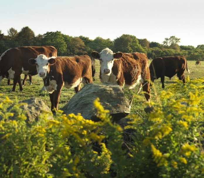 COWS WILL GRAZE the fields at Treaty Rock Farm for the foreseeable future, thanks to the $3.6 million purchase of conservation and development rights to most of the 120-acre property. / 