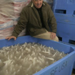 SEA FRESH USA President James Fox 
said the company prepares up to 20,000 pounds of squid for shipment each day. / 