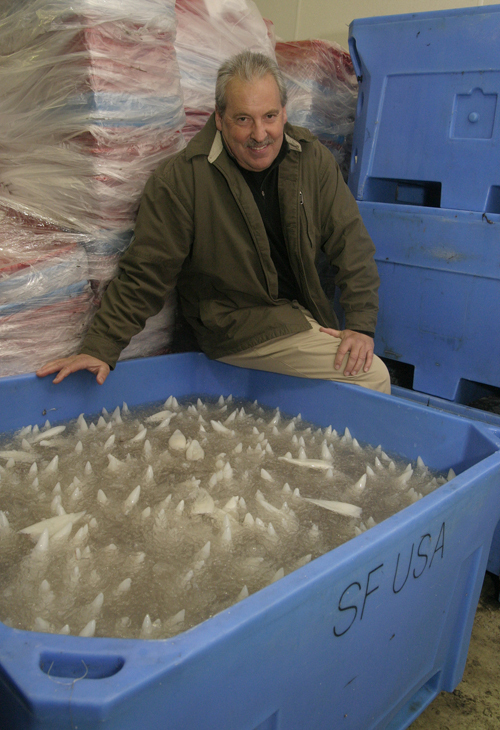 SEA FRESH USA President James Fox
said the company prepares up to 20,000 pounds of squid for shipment each day. / SEA FRESH USA President James Fox
said the company prepares up to 20,000 pounds of squid for shipment each day. /
