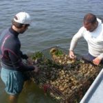 SHELLFISH FARMERS Jesse Siligato, left, and Perry Raso sort through a cage of oysters. Rasso is president of the Ocean State Aquaculture Association. / 
