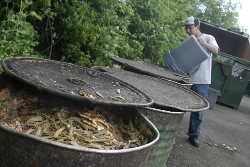 BLACKSTONE CATERERS dishwasher David Alvarez disposes of food waste at Aquidneck Corporate Park. A local pig farmer will pick up the waste. / BLACKSTONE CATERERS dishwasher David Alvarez disposes of food waste at Aquidneck Corporate Park. A local pig farmer will pick up the waste. /