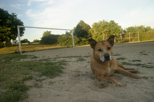 WHILE THE FOX POINT SOCCER FIELD may be adequate for Buster the dog, city officials would like to see the field repaired for greater use in games. / WHILE THE FOX POINT SOCCER FIELD may be adequate for Buster the dog, city officials would like to see the field repaired for greater use in games. /