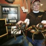Cheap lobster not grabbing retailers FRESH CATCH: Emily Hall, manager of Blount Seafood Market, says the price of lobster is drastically down. /