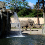 ELEPHANT ON THE RUN: Ocean State Kate is one of the elephants that will be able to behave as they might in the wild thanks to upgrades at the zoo. / 