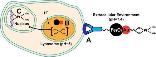 A TWIN NANOPARTICLE created by Brown University chemists has been shown in the lab to effectively target a class of breast cancer cells known as Her-2 tumor cells. / A TWIN NANOPARTICLE created by Brown University chemists has been shown in the lab to effectively target a class of breast cancer cells known as Her-2 tumor cells. /