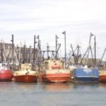 Study: Sea scallops on the rise off N.E. FISHING VESSELS in New Bedford. The lucrative sea scallop haul there made it the highest-grossing port in the nation last year. /