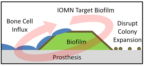 IRON-OXIDE NANOPARTICLES targeting the biofilm on implants, penetrate the film and begin killing bacteria. / IRON-OXIDE NANOPARTICLES targeting the biofilm on implants, penetrate the film and begin killing bacteria. /