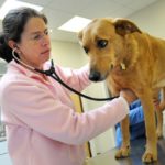 PEOPLE SKILLS: Jane Linden, owner of Providence River Animal Hospital, said her job is &ldquo;90 percent people work, you&rsquo;re actually 
dealing very little with the animals.&rdquo; Above, Linden gives Kuba, a 6-year-old German shepherd mix, an exam. / 