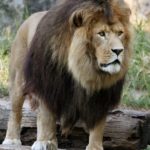 MANE EVENT: Southwick’s Zoo is home to two African Lions, including the 10-year-old male shown above. / 