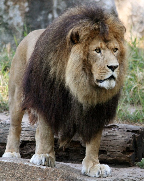 MANE EVENT: Southwick’s Zoo is home to two African Lions, including the 10-year-old male shown above. / MANE EVENT: Southwick’s Zoo is home to two African Lions, including the 10-year-old male shown above. /